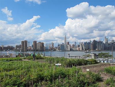 20 Free Kids Activities to do in Brooklyn - Eagle Street Rooftop Farm
