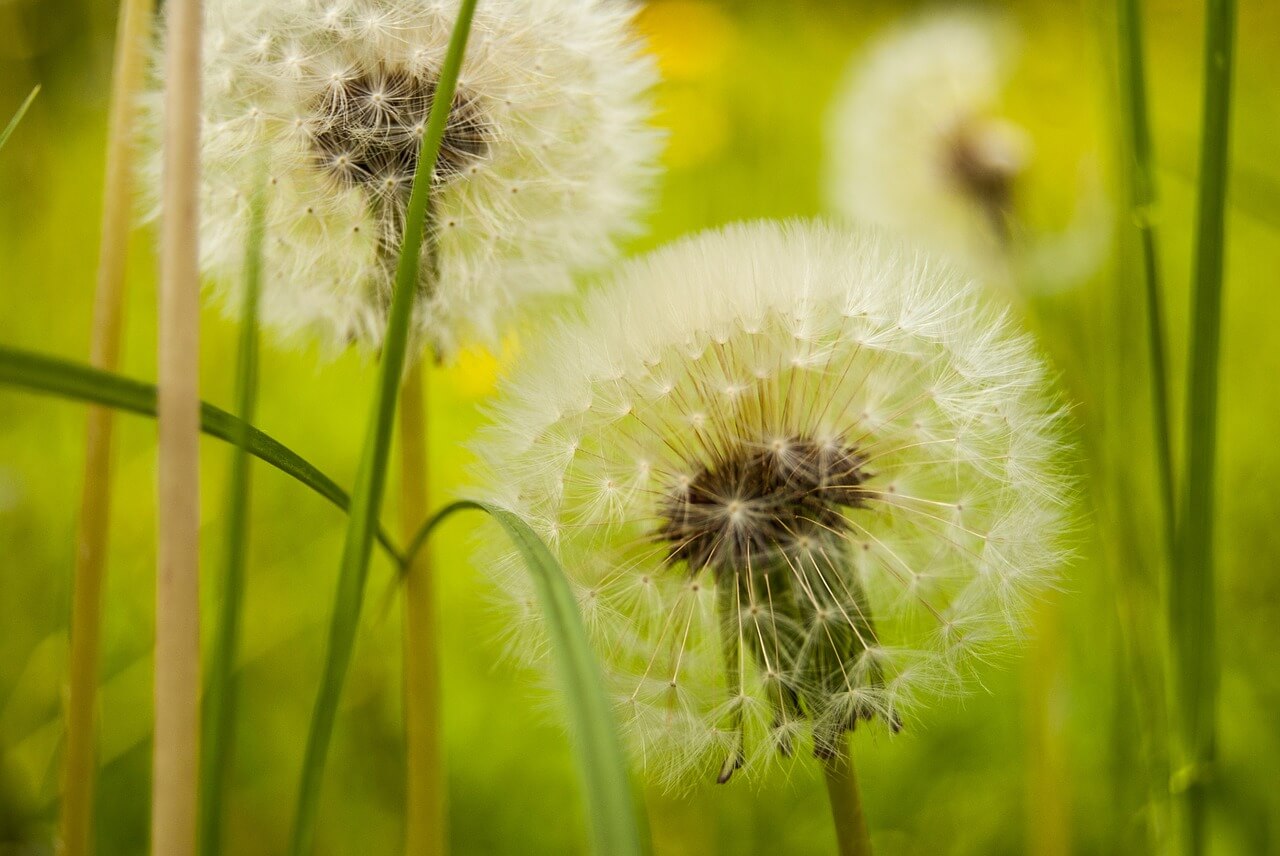 dandelion