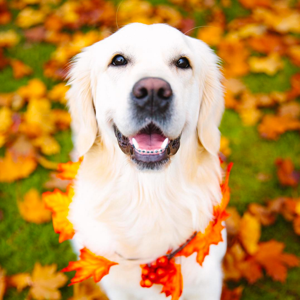 Dogs with Braces