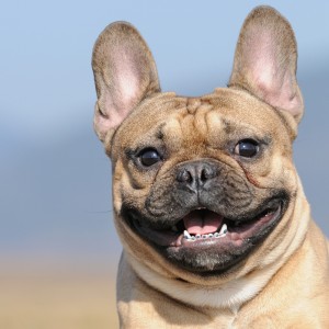 Dogs with Braces