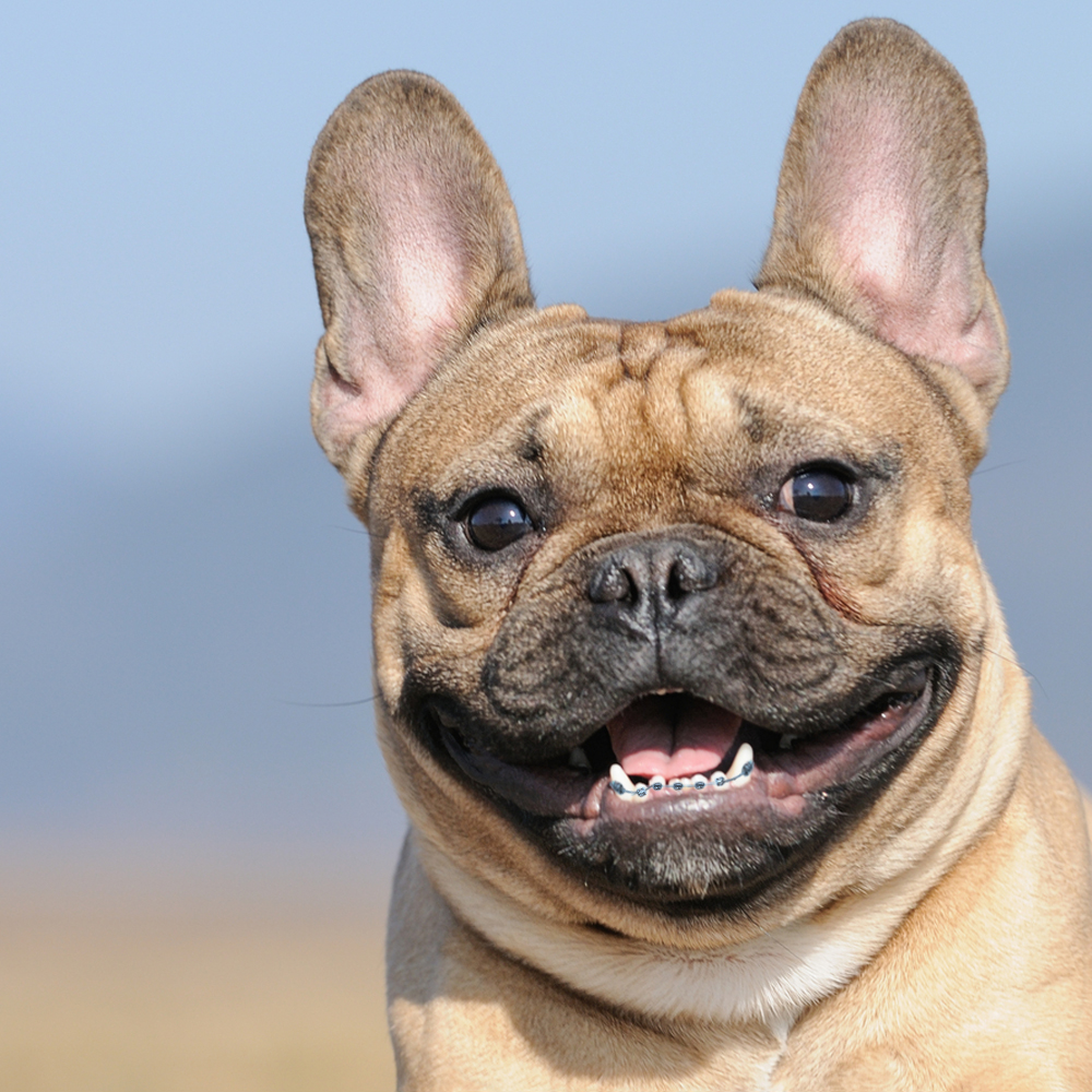 Dog with braces 9 Fresh Orthodontics
