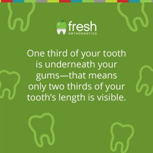 One their of your tooth is underneath your gums - that means only two thirds of your tooth's length is visible.